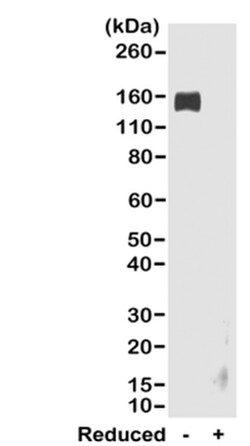 MilliporeSigma Goat anti-Rabbit IgG Fc, Clone: RMG02, Secondary Antibody,
